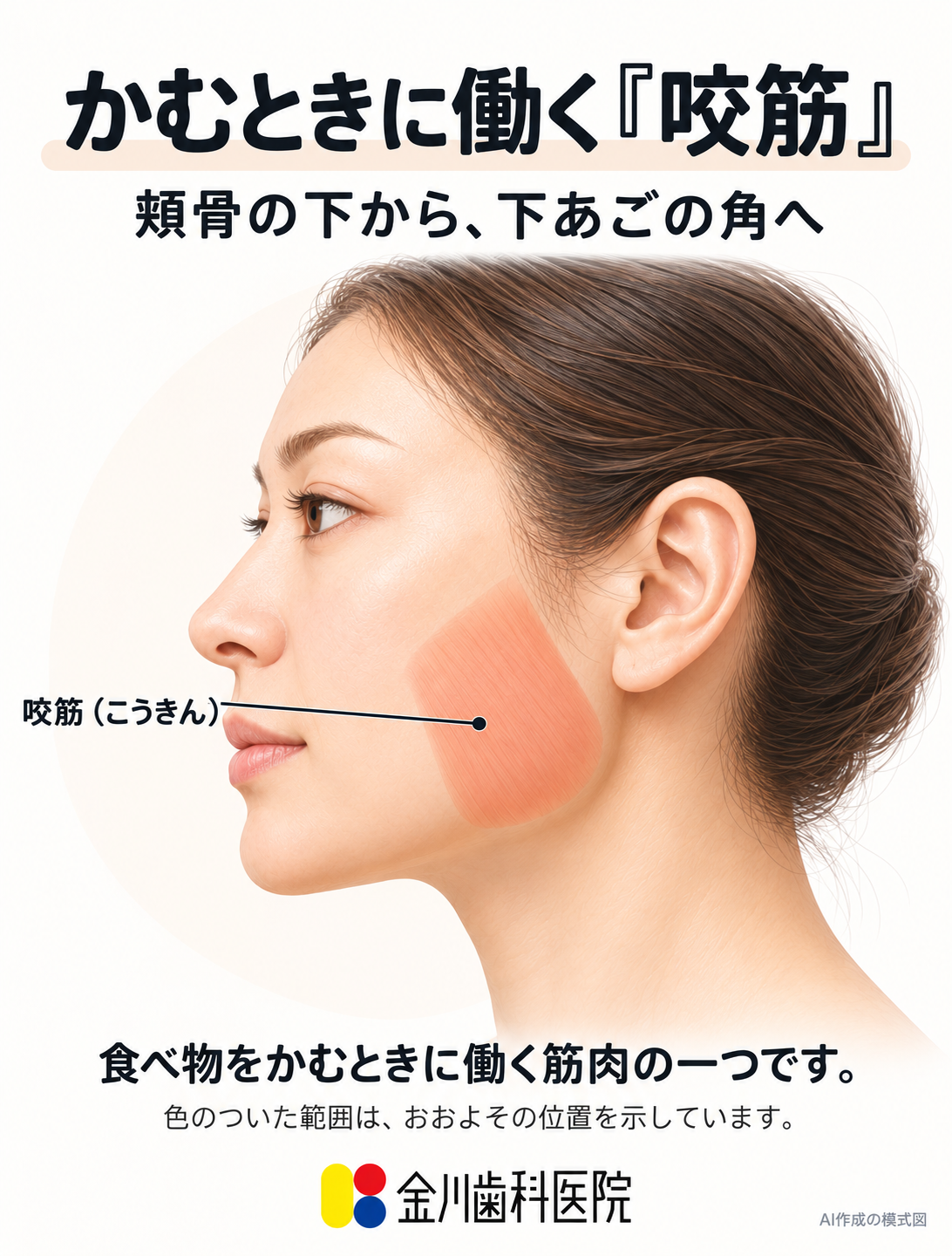 頬骨の下から下あごの角付近にある咬筋の位置。AI作成の模式図。